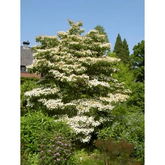 'Bereczki birs' (konténeres)