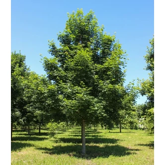 Acer Norwegian Sunset 'Keithsform' - Skarlátvörös őszi lombszínű hibrid juharfa