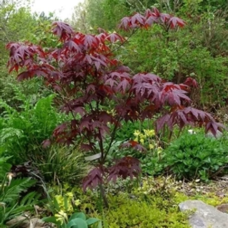 Acer palmatum 'Bloodgood' - Bordó levelű japán juhar Acer palmatum 'Bloodgood' - Bordó levelű japán juhar