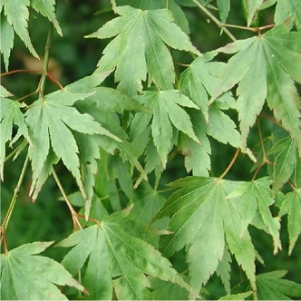 Acer palmatum - Japán juhar