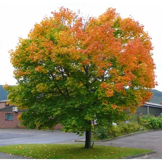 Acer platanoides - Korai juhar Acer platanoides - Korai juhar