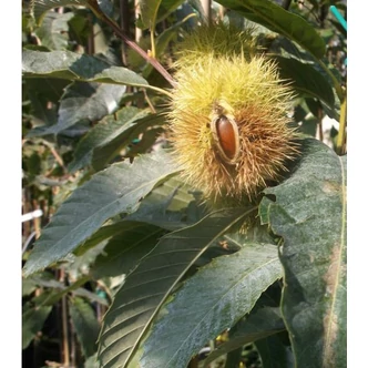 Castanea sativa x mollissima 'Precoce Migoule' - Szelídgesztenye Castanea sativa x mollissima 'Precoce Migoule' - Szelídgesztenye