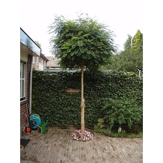 Gleditsia triacanthos 'Globosa' - Gömb krisztustövis  Gleditsia triacanthos 'Globosa' - Gömb krisztustövis