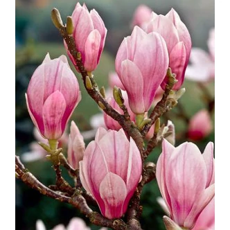 Magnolia soulangeana - Liliomfa Magnolia soulangeana - Liliomfa