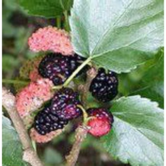 Morus alba 'Szicíliai Fekete' - Eperfa Morus alba 'Szicíliai Fekete' - Eperfa