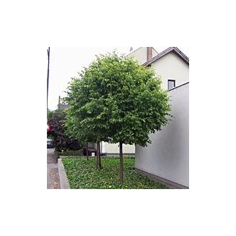 Tilia cordata 'Green Globe' - 'Green Globe' kislevelű hárs