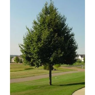 Tilia cordata 'Greenspire' - Kislevelű hárs Tilia cordata 'Greenspire' - Kislevelű hárs