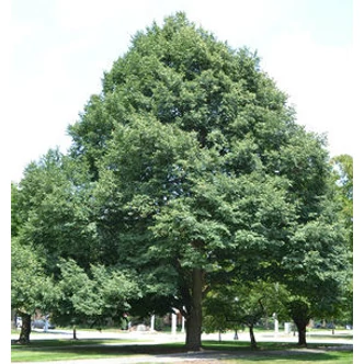 Tilia cordata - Kislevelű hárs Tilia cordata - Kislevelű hárs