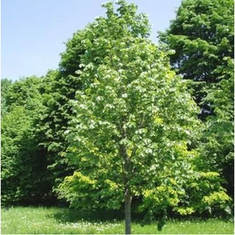 Tilia argentea (syn.: tomentosa) 'Szeleste' - Ezüst hárs