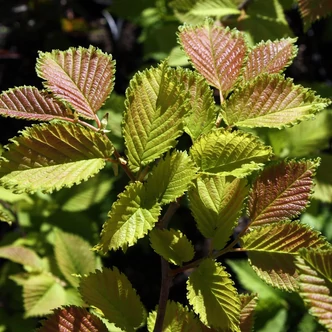 Ulmus lutece 'Nanguen' – Szil