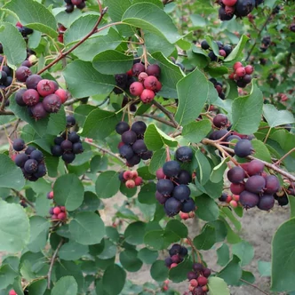 Amelanchier alnifolia 'Smokey' – Mézalmácska