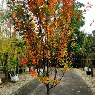 Amelanchier canadensis 'Rainbow Pillar' – Kanadai fanyarka Amelanchier canadensis 'Rainbow Pillar' – Kanadai fanyarka