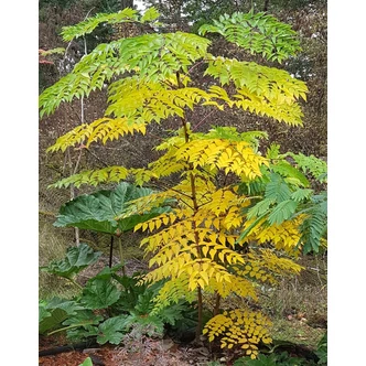 Aralia elata – Mandzsu arália Aralia elata – Mandzsu arália