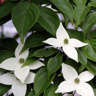 Cornus kousa – Csillagsom Cornus kousa – Csillagsom