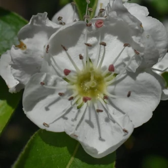 Crataemespilus x grandiflora Crataemespilus x grandiflora