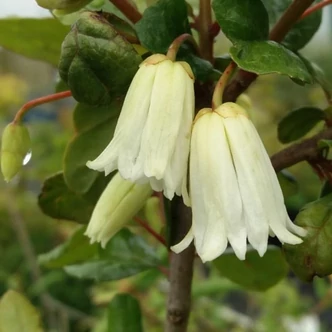 Crinodendron patagua Crinodendron patagua