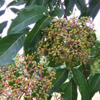 Tetradium danielli var. hupehensis (syn.: Evodia hupehensis) – Kínai mézelőfa