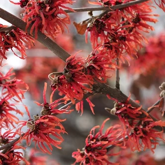Hamamelis intermedia 'Diane' – Varázsmogyoró (piros) Hamamelis intermedia 'Diane' – Varázsmogyoró (piros)