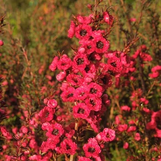 Leptospermum scoparium 'Ruby Glow' – Új-zélandi teafa