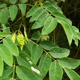 Maackia amurensis – Amúri sárgafa Maackia amurensis – Amúri sárgafa