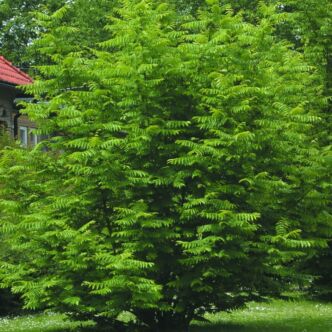 Pterocarya fraxinifolia – Kaukázusi szárnyasdió