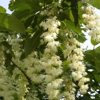 Pterostyrax hispida – Érdes-fürtös sztórax