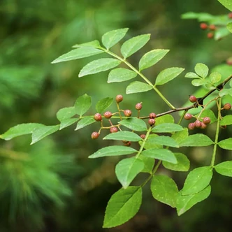 Zanthoxylum americanum – Amerikai tüskéssárgafa