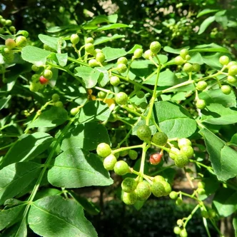 Zanthoxylum stenophyllum Zanthoxylum stenophyllum