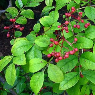 Zanthoxylum simulans – Szecsuáni bors Zanthoxylum simulans – Szecsuáni bors