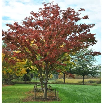 Zelkova serrata - Japán gyertyánszil Zelkova serrata - Japán gyertyánszil
