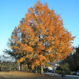 Liquidambar formosana – Ámbrafa