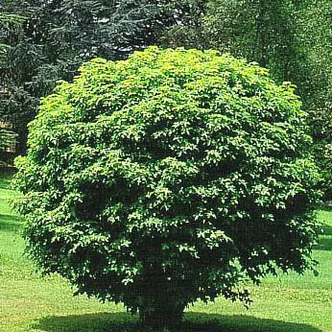 Gömb ámbrafa kifejlett (illusztráció) Gömb ámbrafa kifejlett (illusztráció)