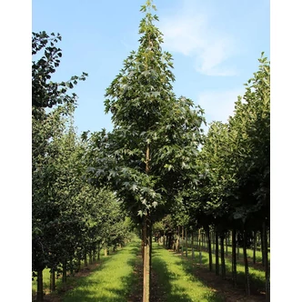 Liquidambar styraciflua 'Paarl' – Ámbrafa