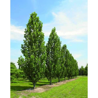 Liriodendron tulipifera 'Fastigiata' -  Oszlopos tulipánfa Liriodendron tulipifera 'Fastigiata' -  Oszlopos tulipánfa