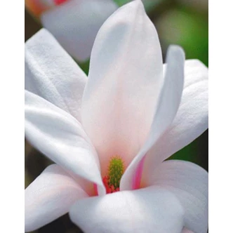 Magnolia x soulangeana 'Alba Superba' – Nagyvirágú liliomfa Magnolia x soulangeana 'Alba Superba' – Nagyvirágú liliomfa