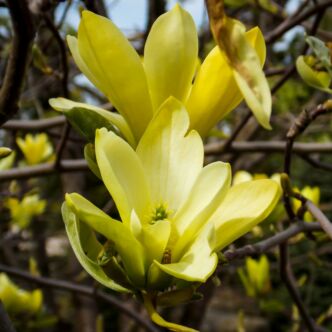 Magnolia 'Butterflies' – Liliomfa