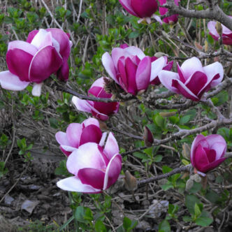Magnolia x soulangeana 'Cameo' – Nagyvirágú liliomfa