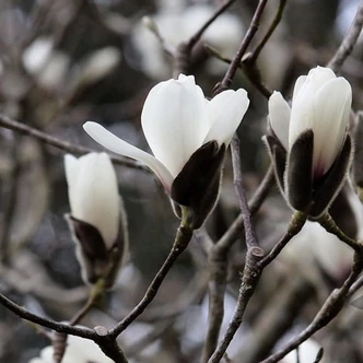 Magnolia 'Cecil Nice' – Liliomfa