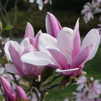 Magnolia 'George Henry Kern' – Rózsaszín virágú liliomfa