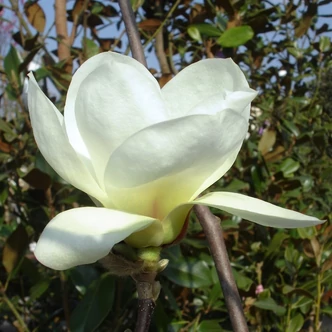 Magnolia 'Jade Lamp' – Liliomfa