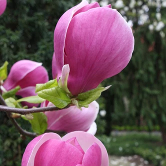 Magnolia x soulangeana 'Lennei' – Nagyvirágú liliomfa