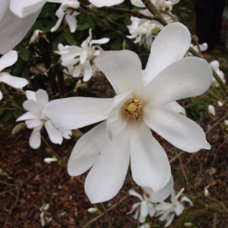 Magnolia × loebneri 'Donna' – Liliomfa
