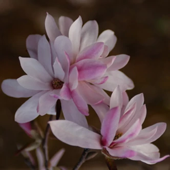 Magnolia loebneri 'Leonard Messel' – Loebner liliomfa