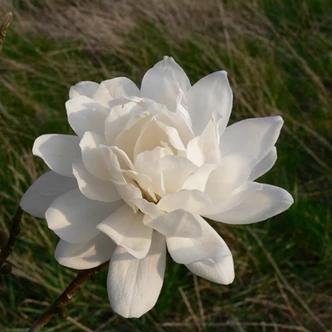 Magnolia loebneri 'Wildcat' – Teltvirágú liliomfa oltvány Magnolia loebneri 'Wildcat' – Teltvirágú liliomfa oltvány