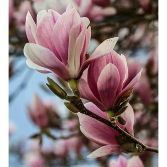 Magnolia 'Rickii' – Nagyvirágú liliomfa