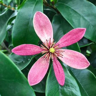 Magnolia 'Stellar Ruby'® – Liliomfa