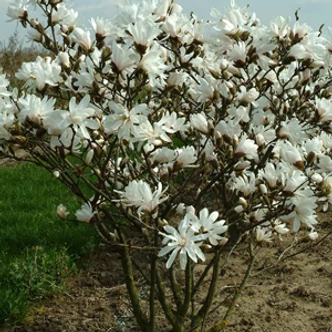 Magnolia stellata – Fehér csillagvirágú liliomfa Magnolia stellata – Fehér csillagvirágú liliomfa