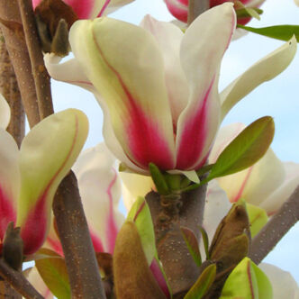 Magnolia concinna  'Sunrise' – Törpe liliomfa oltvány