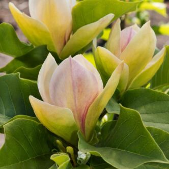 Magnolia 'Sunsation' – Liliomfa