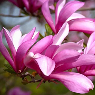 Magnolia x liliflora 'Betty' – Liliomfa Magnolia x liliflora 'Betty' – Liliomfa